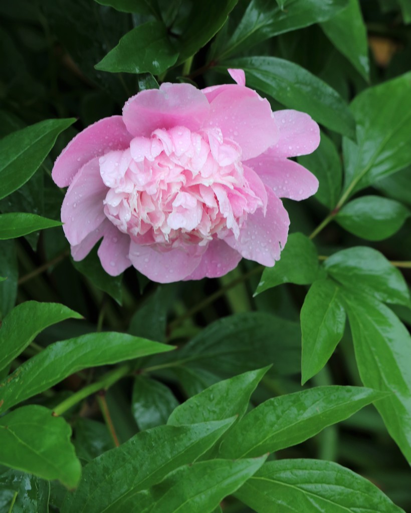 May 22: Peony by daisymiller