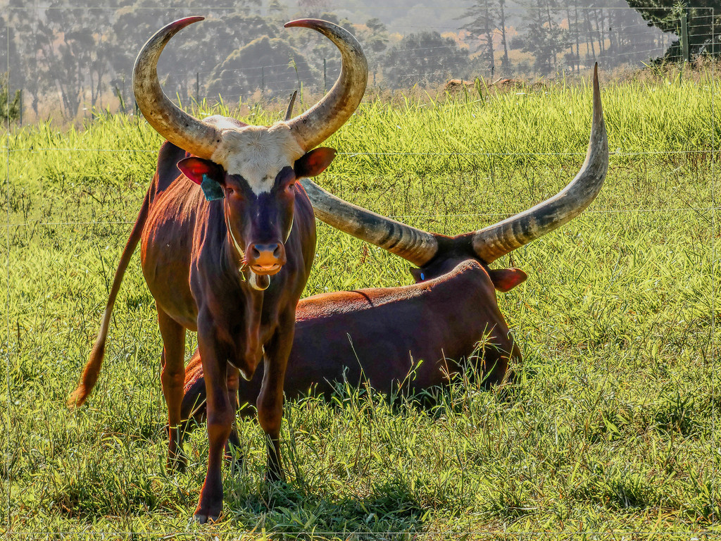 Ugandan Ankole cattle, by ludwigsdiana