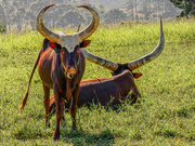 30th May 2019 - Ugandan Ankole cattle,