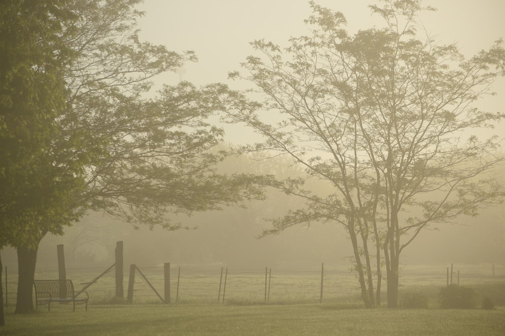 Foggy Morning by genealogygenie