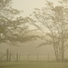 Foggy Morning by genealogygenie