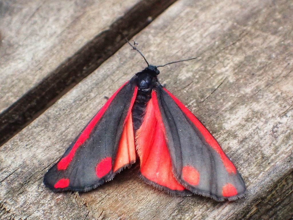 Cinnabar Moth by mattjcuk