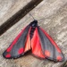 Cinnabar Moth by mattjcuk