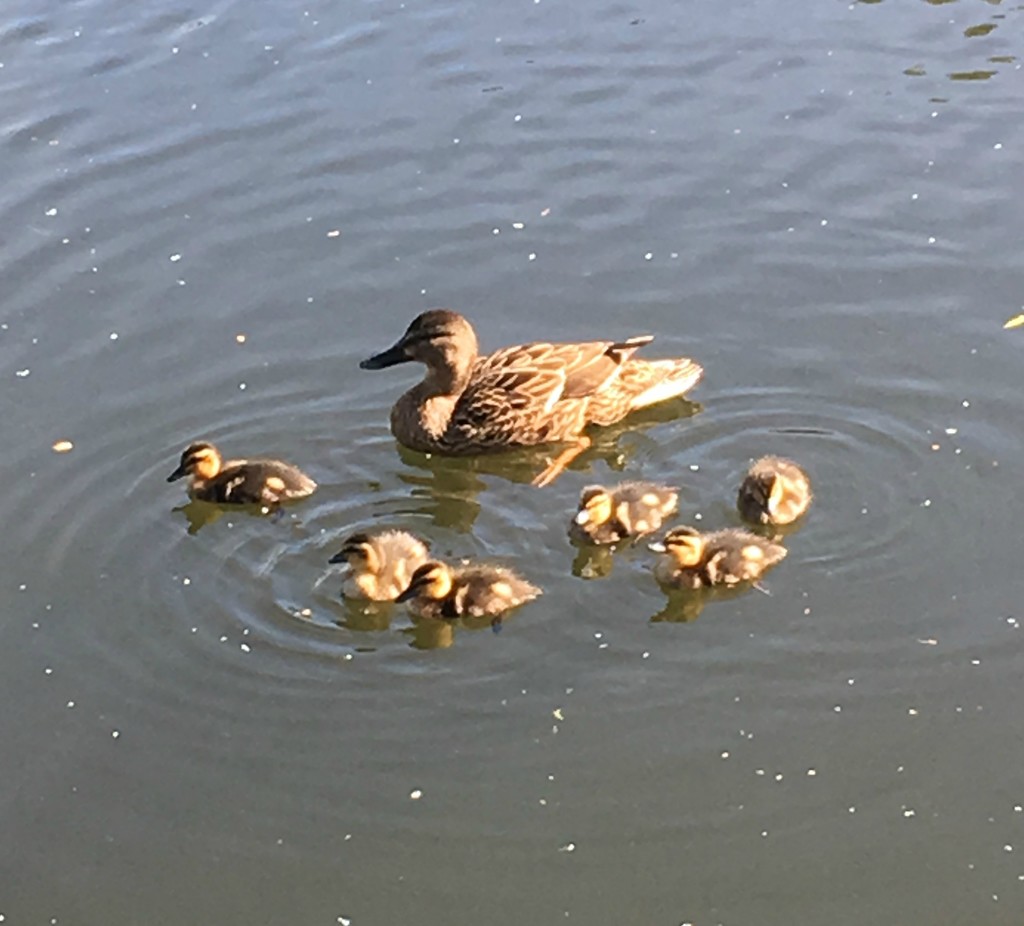Awww new kids on the block (or river!) by 365anne