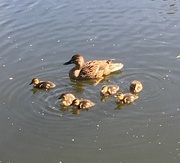 30th May 2019 - Awww new kids on the block (or river!)