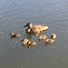 Awww new kids on the block (or river!) by 365anne