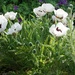 in our garden by the lawn: the poppy patch by quietpurplehaze