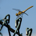 dragonfly by lastrami_
