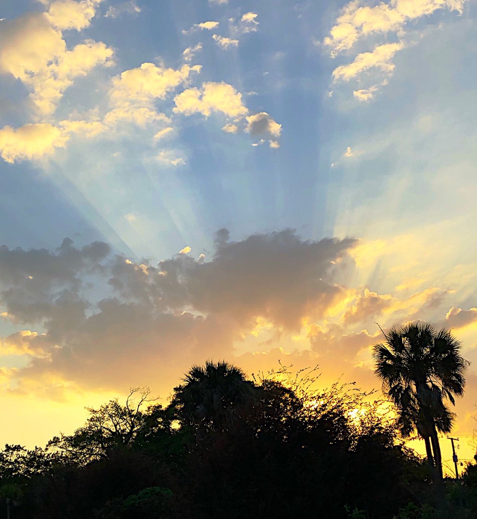 Sunrays and sunset, Hampton Park, Charleston by congaree