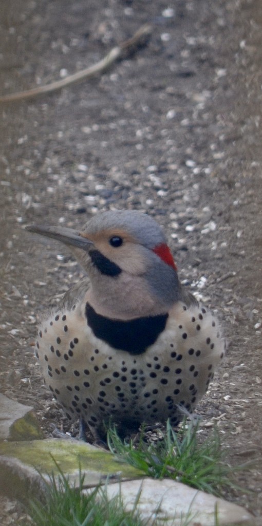 Flicker at the feeder by corktownmum