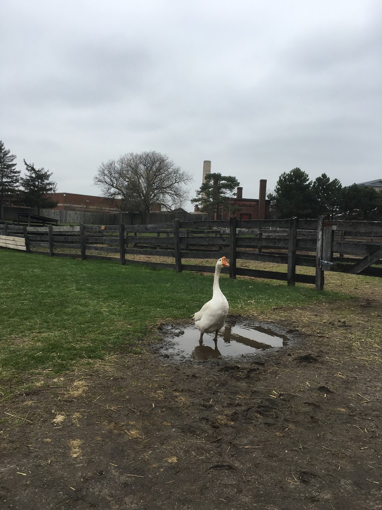 Wonderful weather for ducks by corktownmum