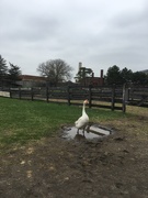 30th Apr 2019 - Wonderful weather for ducks