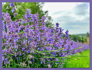 30th May 2019 - Catmint