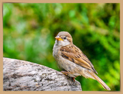 30th May 2019 - Just A Little Sparrow