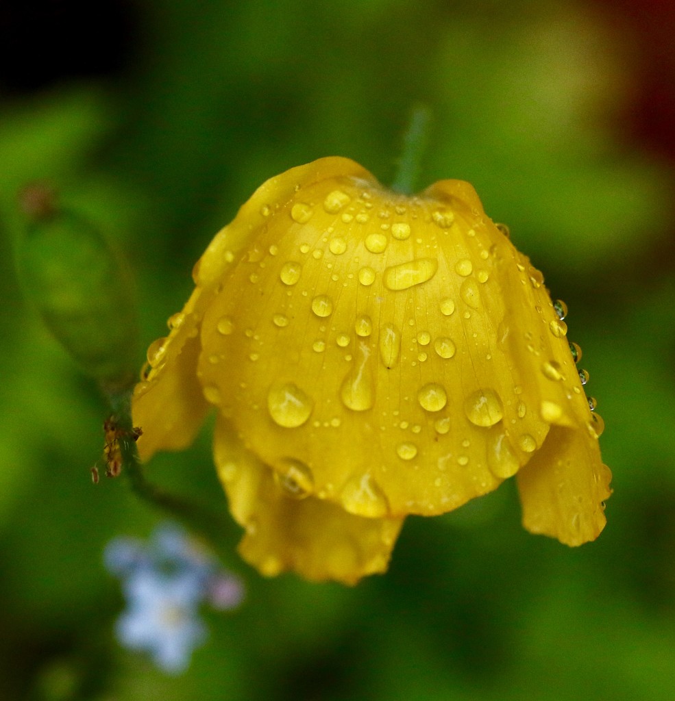 Poppy with raindrops by orchid99