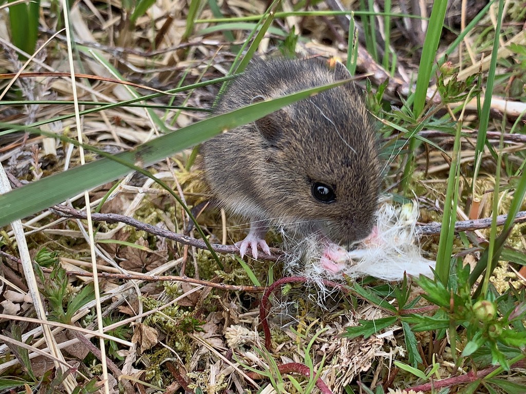 Field Mouse by 365projectmaxine