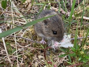 30th May 2019 - Field Mouse