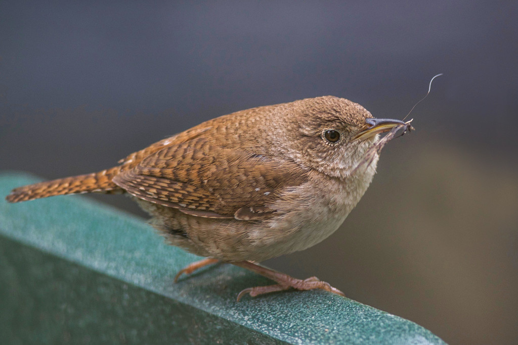 Window on a nest worker by berelaxed