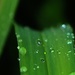 Day 143: Droplets... by jeanniec57