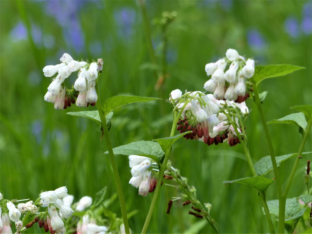 Comfrey at Petworth by susiemc