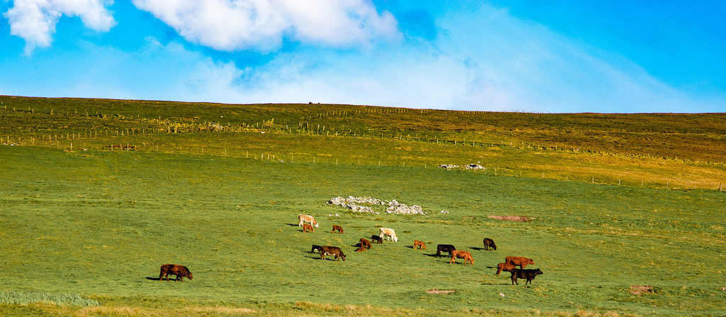 Cattle Stroll by lifeat60degrees