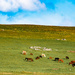 Cattle Stroll by lifeat60degrees