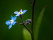 30th May 2019 - Forget-me-not