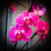30th May 2019 - Orchid