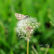 30th May 2019 - Dandelion weed