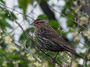 30th May 2019 - Female red-winged blackbird