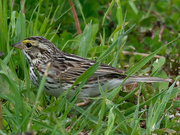 30th May 2019 - Savannah sparrow