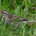 Savannah sparrow by rminer