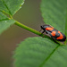Black and Orange Beetle... by vignouse