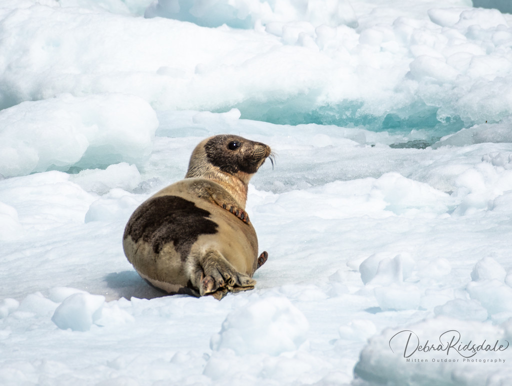 Seal on glacier ice by dridsdale