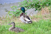 25th May 2019 - Ducks at Smith Cove