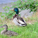 Ducks at Smith Cove by stephomy