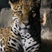 Jaguar Portrait by randy23