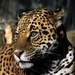 Jaguar by randy23