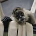 Spiider Monkey Relaxing by randy23