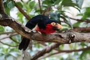23rd May 2019 - Bearded Barbet