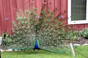 22nd May 2019 - Peacock Show Off