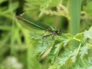 30th May 2019 - Banded Demoiselle 