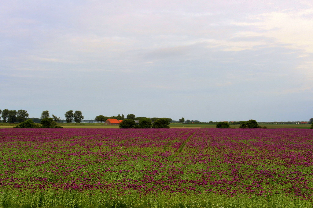 Purple Poppies  by pyrrhula