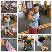 31st May 2019 - Puppy in the Library!