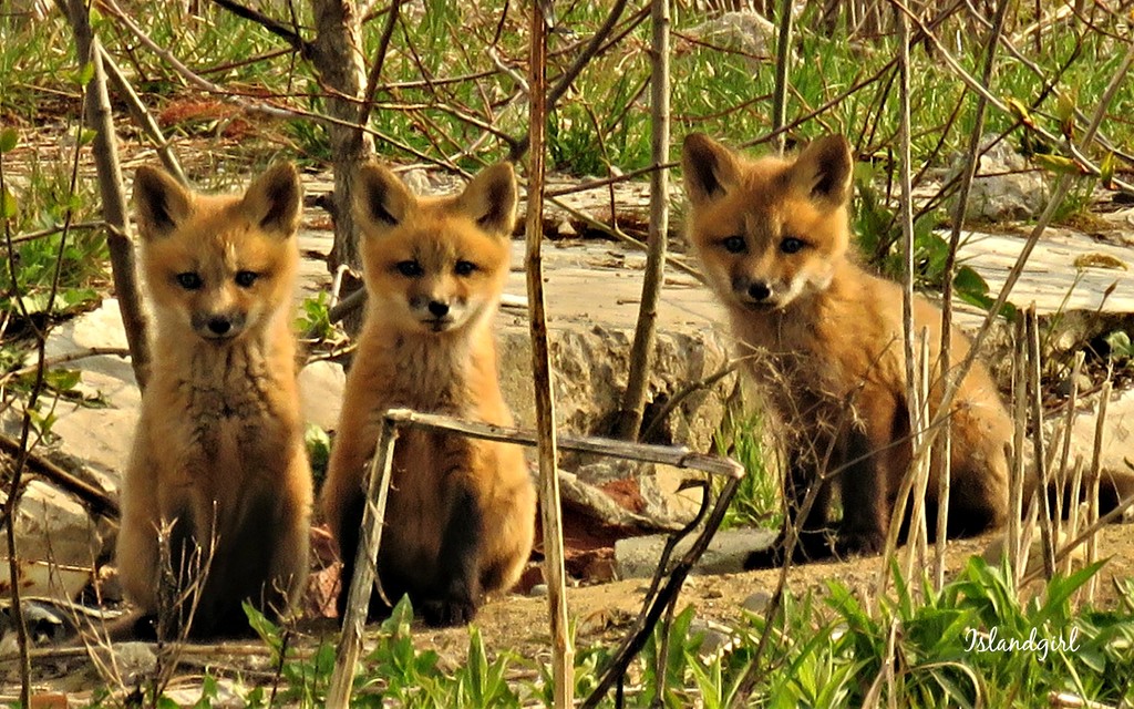 3 Cute Fox Kits by radiogirl