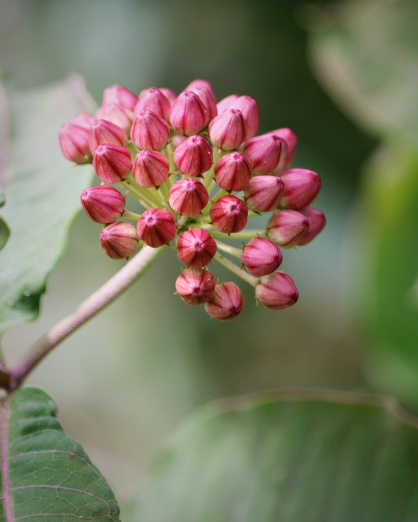 May 30: Milkweed by daisymiller