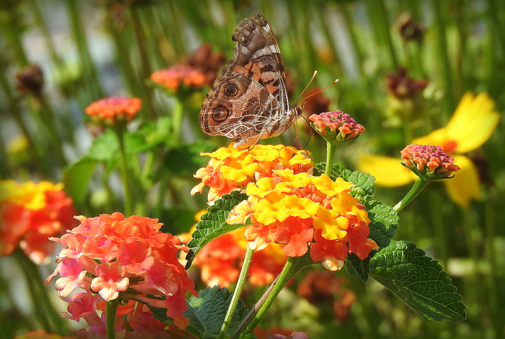 Painted Lady on Lantana by homeschoolmom