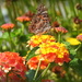 Painted Lady on Lantana by homeschoolmom