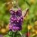 Purple Horse Mint and Butterfly by grannysue