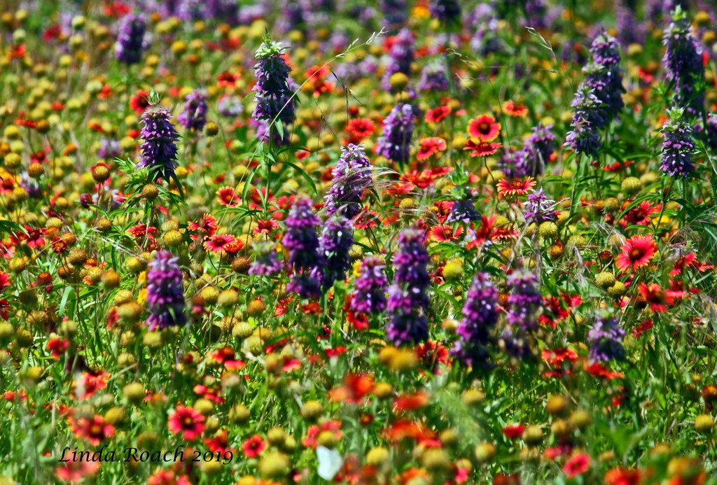 Purple, Red and Yellow Wildflowers by grannysue